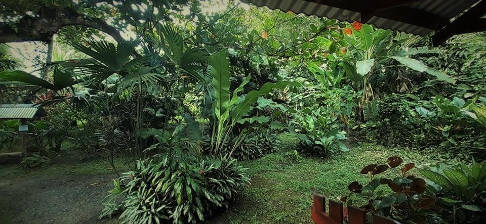 Cabinas Algebra Cahuita Eksteriør bilde